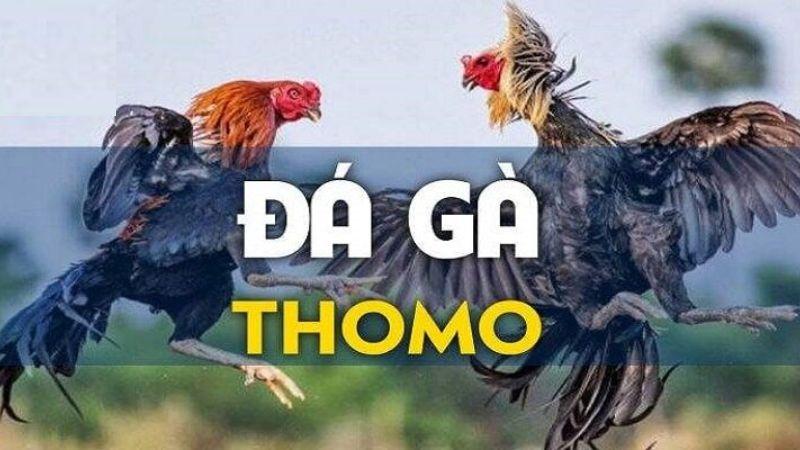 Khám phá lịch sử Đá Gà Thomo